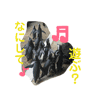 動物、ときどき違うもの（個別スタンプ：20）
