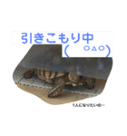 動物、ときどき違うもの（個別スタンプ：30）