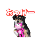 チワックスのまろころ（個別スタンプ：5）