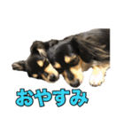 チワックスのまろころ（個別スタンプ：6）