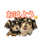 チワックスのまろころ（個別スタンプ：7）