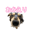 チワックスのまろころ（個別スタンプ：8）