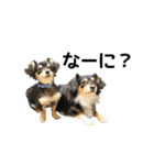 チワックスのまろころ（個別スタンプ：9）