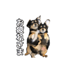 チワックスのまろころ（個別スタンプ：12）
