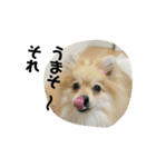 ぽめらにあん＆ダックスフンド＆アロハー①（個別スタンプ：2）
