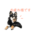 チワワのラム☆（個別スタンプ：1）