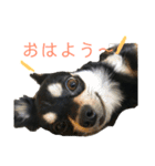チワワのラム☆（個別スタンプ：2）
