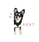 チワワのラム☆（個別スタンプ：3）