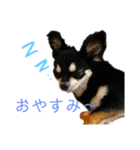 チワワのラム☆（個別スタンプ：7）