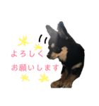 チワワのラム☆（個別スタンプ：14）