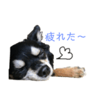 チワワのラム☆（個別スタンプ：15）