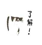 犬と猫の日常_kuyayo（個別スタンプ：6）