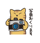 茶トラ猫の使いやすい可愛いスタンプ（個別スタンプ：3）