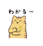 茶トラ猫の使いやすい可愛いスタンプ（個別スタンプ：24）