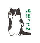 ハチワレ猫の使いやすいかわいいスタンプ（個別スタンプ：1）
