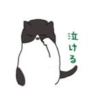 ハチワレ猫の使いやすいかわいいスタンプ（個別スタンプ：12）