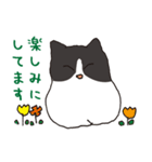 ハチワレ猫の使いやすいかわいいスタンプ（個別スタンプ：15）