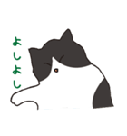 ハチワレ猫の使いやすいかわいいスタンプ（個別スタンプ：19）