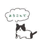 ハチワレ猫の使いやすいかわいいスタンプ（個別スタンプ：40）
