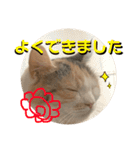 ねこちゃんとねこちゃんのスタンプ（個別スタンプ：4）