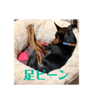 ミニピン「ロッティー君」のスタンプ（個別スタンプ：9）