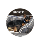 ミニピン「ロッティー君」のスタンプ（個別スタンプ：21）
