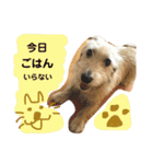 レオンくん スタンプ（個別スタンプ：5）
