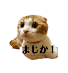 むぎちゃん(安眠猫)（個別スタンプ：1）
