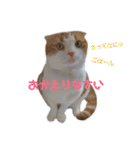 むぎちゃん(安眠猫)（個別スタンプ：4）
