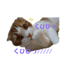 むぎちゃん(安眠猫)（個別スタンプ：5）