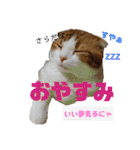 むぎちゃん(安眠猫)（個別スタンプ：7）