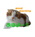 むぎちゃん(安眠猫)（個別スタンプ：8）