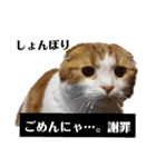 むぎちゃん(安眠猫)（個別スタンプ：10）