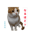 むぎちゃん(安眠猫)（個別スタンプ：16）