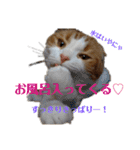 むぎちゃん(安眠猫)（個別スタンプ：19）