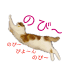 むぎちゃん(安眠猫)（個別スタンプ：25）