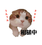 むぎちゃん(安眠猫)（個別スタンプ：27）