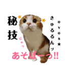むぎちゃん(安眠猫)（個別スタンプ：29）
