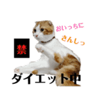 むぎちゃん(安眠猫)（個別スタンプ：31）