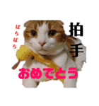 むぎちゃん(安眠猫)（個別スタンプ：32）