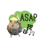 オカメインコのキウイちゃん（個別スタンプ：3）