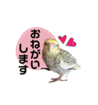 オカメインコのキウイちゃん（個別スタンプ：4）