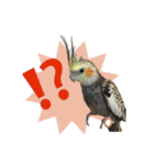 オカメインコのキウイちゃん（個別スタンプ：6）