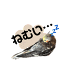 オカメインコのキウイちゃん（個別スタンプ：7）