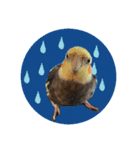 オカメインコのキウイちゃん（個別スタンプ：8）