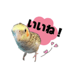 オカメインコのキウイちゃん（個別スタンプ：9）