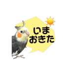 オカメインコのキウイちゃん（個別スタンプ：10）