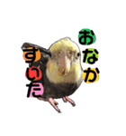 オカメインコのキウイちゃん（個別スタンプ：11）