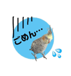 オカメインコのキウイちゃん（個別スタンプ：12）