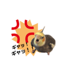 オカメインコのキウイちゃん（個別スタンプ：13）